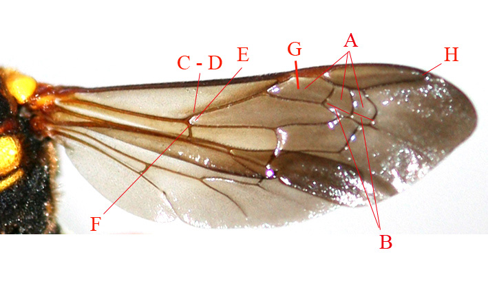 Nervatura alare degli imenotteri Apidae.